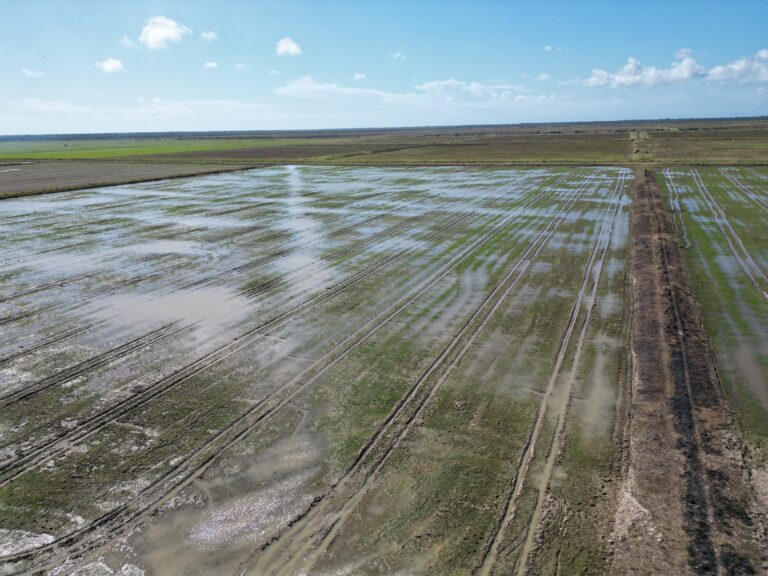 cánh đồng lúa Cuba